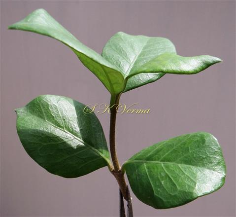  Leafy shoot